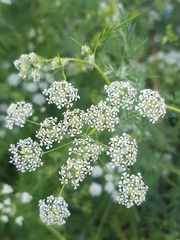 Sphallerocarpus gracilis