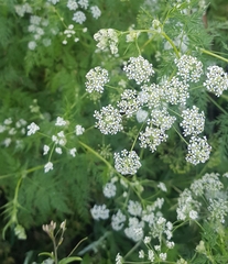 Sphallerocarpus gracilis