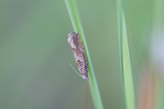 Pelochrista caecimaculana
