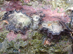 Saccostrea