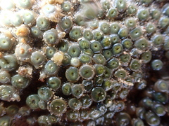 Zoantharia