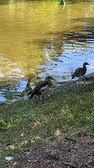 Alopochen aegyptiaca