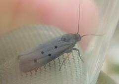 Ethmia aurifluella