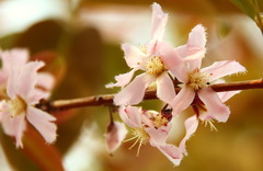 Cratoxylum formosum pruniflorum