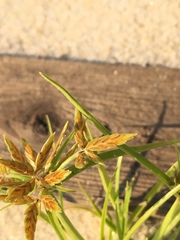 Cyperus filicinus