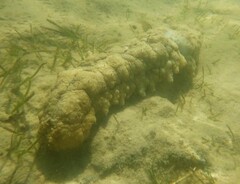 Stichopus