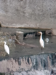 Bubulcus ibis