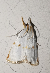 Pseudargyria interruptella