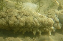 Stichopus