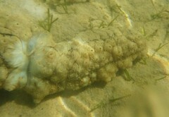 Stichopus
