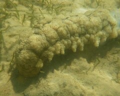 Stichopus