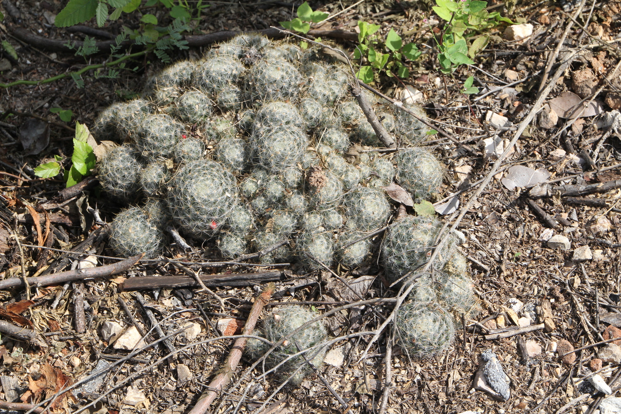 Mammillaria prolifera ssp. prolifera