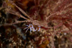 Phyllodesmium macphersonae