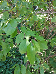Crataegus nitida