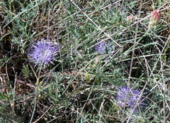 Jasione sessiliflora