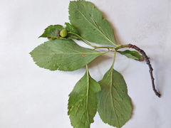 Crataegus nitida