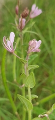 Cleome monophylla