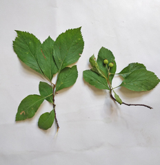 Crataegus nitida