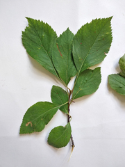 Crataegus nitida