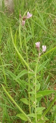 Cleome monophylla