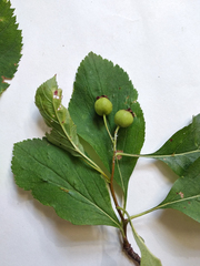 Crataegus nitida
