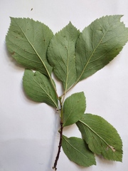 Crataegus nitida