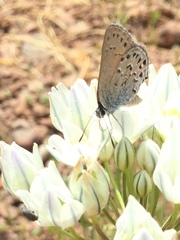 Satyrium behrii