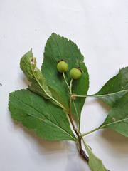 Crataegus nitida