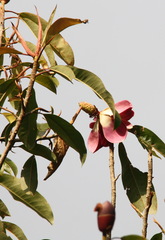 Magnolia garrettii