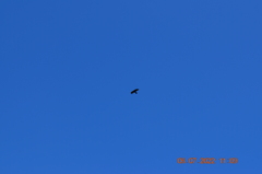 Pyrrhocorax graculus