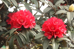 Rhododendron delavayi