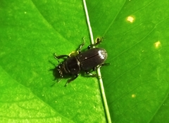 Nigidius sinicus