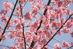 Prunus cerasoides