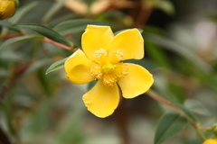 Hypericum hookerianum