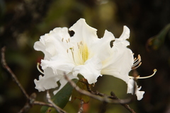 Rhododendron ludwigianum