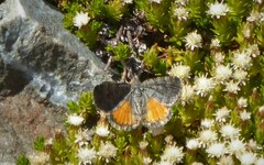 Paranotoreas brephosata