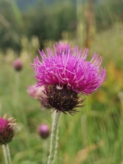 Carduus carduelis