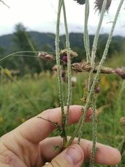 Carduus carduelis
