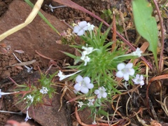 Navarretia intertexta