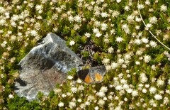 Paranotoreas brephosata