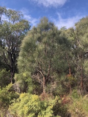 Allocasuarina fraseriana