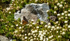 Paranotoreas brephosata