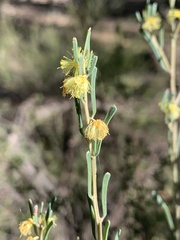 Acacia flexifolia