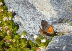 Paranotoreas brephosata