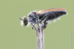 Holopogon nigripennis