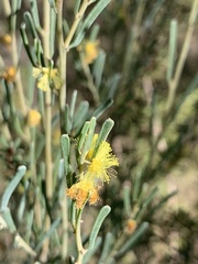 Acacia flexifolia
