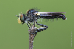 Holopogon nigripennis