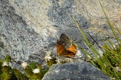 Paranotoreas brephosata