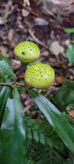 Eupomatia bennettii