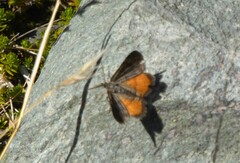 Paranotoreas brephosata